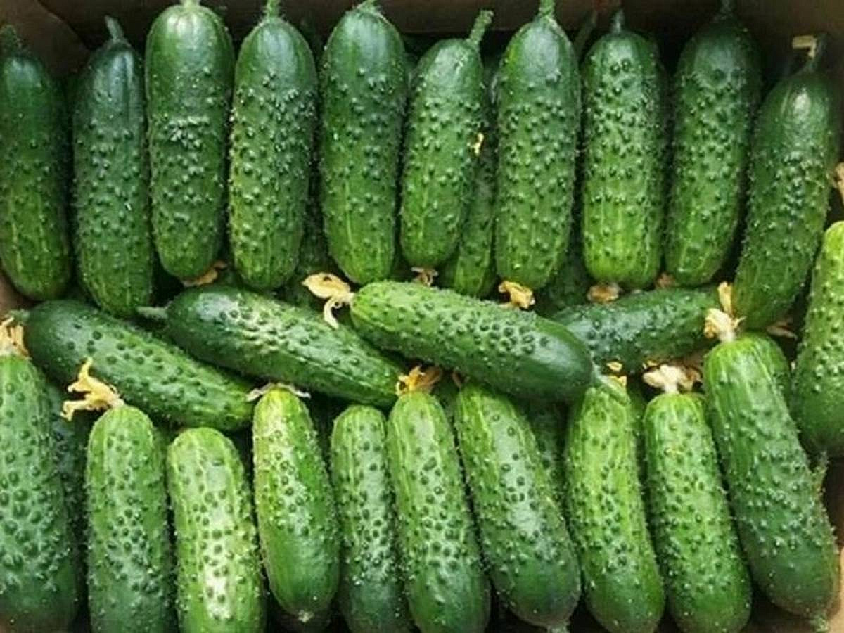 огурец партенокарпический Герман F1